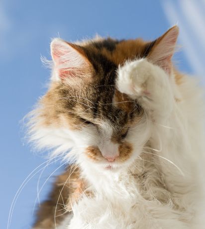 August Is Itchy Pet Awareness Month: Helping Your Furry Friend Find Relief